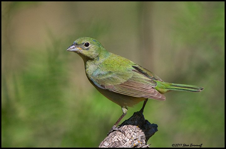 _1SB1962 1st year male painted bunting.jpg